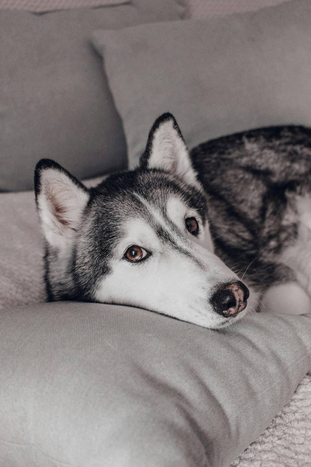 Hundebedarf