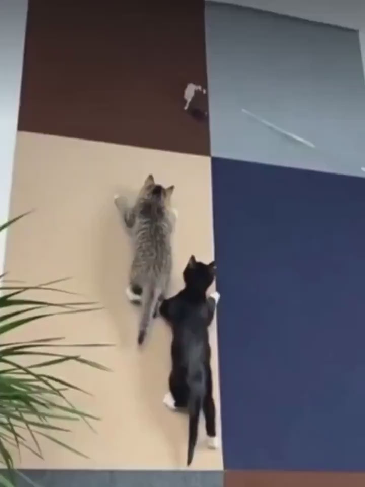 Selbstklebender Katzenkratzteppich